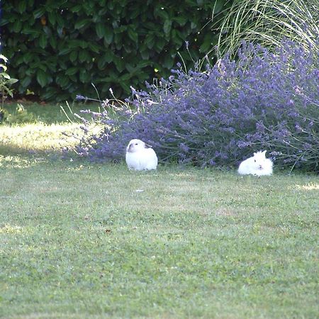 Agriturismo Ai Carpini Villa Marcon Eksteriør billede