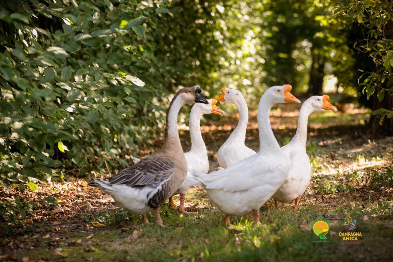 Agriturismo Ai Carpini Villa Marcon Eksteriør billede