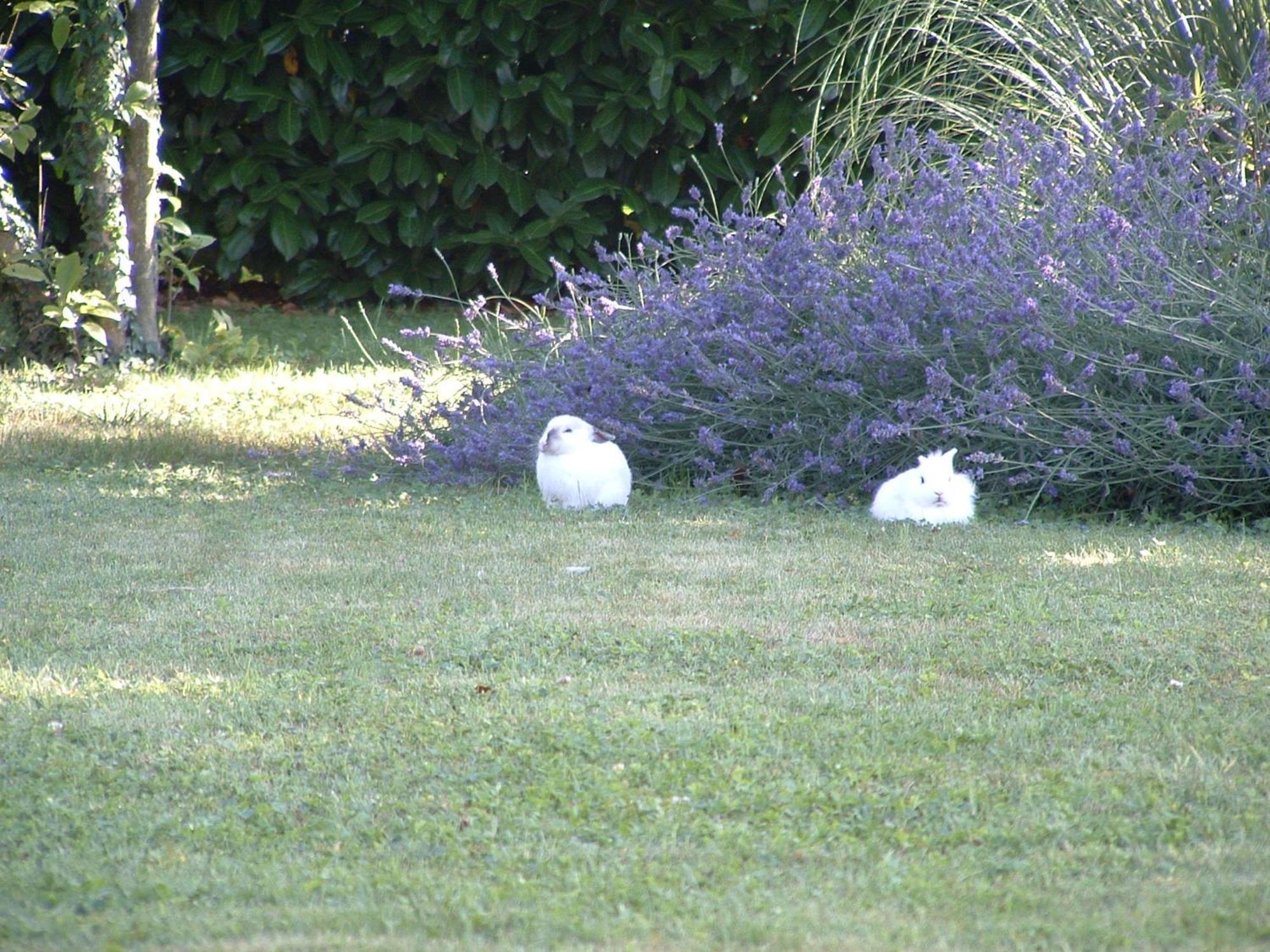 Agriturismo Ai Carpini Villa Marcon Eksteriør billede